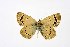  ( - DNAwthTuranana083)  @11 [ ] Copyright (2025) Wolfgang ten Hagen Unspecified