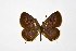  ( - DNAwthTarucus084)  @11 [ ] Copyright (2025) Wolfgang ten Hagen Unspecified