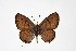  ( - DNAwthTarucus086)  @11 [ ] Copyright (2025) Wolfgang ten Hagen Unspecified