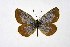  ( - DNAwthPamiria028)  @11 [ ] Copyright (2025) Wolfgang ten Hagen Unspecified