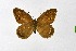  (Hipparchia powelli - DNAwthChazara059)  @11 [ ] copyright (2025) Wolfgang tenHagen Unspecified