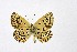  ( - DNAwthMiris001)  @11 [ ] copyright (2022) Wolfgang ten Hagen Unspecified