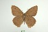  (Hyponephele pasimelas - Eck10-009)  @11 [ ] copyright (2023) Wolfgang Eckweiler Unspecified