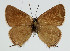  ( - GCB-Satyrium01)  @11 [ ] copyright (2023) Gian Cristoforo Bozano Unspecified