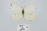  (Gonepteryx amintha - GCHI-CHTNY2)  @11 [ ] Copyright (2024) Giancristoforo Bozano Unspecified