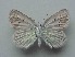  (Pamiria chitralensis - JFC24070)  @11 [ ] Copyright (2024) Jean-Francois Charmeux Unspecified