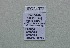  (Pamiria omphisa - JFC24072)  @11 [ ] Copyright (2024) Jean-Francois Charmeux Unspecified