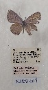  ( - VN-RIEB01)  @11 [ ] Copyrght (2025) Research Institute of Evolutionary Biology, Tokyo, Japan Unspecified