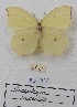  ( - VN-RIEB10)  @11 [ ] Copyrght (2025) Research Institute of Evolutionary Biology, Tokyo, Japan Unspecified