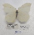  ( - SBG31)  @11 [ ] Copyright (2024) Haus der Natur, Salzburg Unspecified