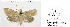  ( - Sumpich23017)  @11 [ ] Copyright (2023) Jan Sumpich National Museum of Natural History, Department of Zoology, Prague
