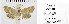  ( - Sumpich23018)  @11 [ ] Copyright (2023) Jan Sumpich National Museum of Natural History, Department of Zoology, Prague