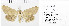  ( - Sumpich23020)  @11 [ ] Copyright (2023) Jan Sumpich National Museum of Natural History, Department of Zoology, Prague