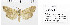  ( - Sumpich23021)  @11 [ ] Copyright (2023) Jan Sumpich National Museum of Natural History, Department of Zoology, Prague