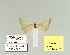  ( - HA-Pyr-002)  @11 [ ] Copyright (2023) Hayk Mirzayans Insect Museum HMIM