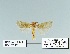  ( - HA-Pyr-011)  @11 [ ] Copyright (2023) Hayk Mirzayans Insect Museum HMIM