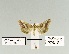  ( - HA-Pyr-017)  @11 [ ] Copyright (2023) Hayk Mirzayans Insect Museum HMIM