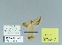  ( - HA-Pyr-026)  @11 [ ] Copyright (2023) Hayk Mirzayans Insect Museum HMIM