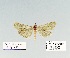  ( - HA-Pyr-013)  @11 [ ] Copyright (2023) Hayk Mirzayans Insect Museum HMIM