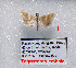  (Tegostoma embale - Tsvetkov01)  @11 [ ] Copyright (2023) Eugene Tsvetkov Unspecified