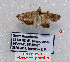  (Tegostoma ruptilineale - Tsvetkov06)  @11 [ ] Copyright (2023) Eugene Tsvetkov Unspecified