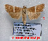  (Tegostoma stangei - Tsvetkov07)  @11 [ ] Copyright (2023) Eugene Tsvetkov Unspecified