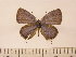  (Luthrodes peripatria - Balint2023-11)  @11 [ ] Copyright (2023) Zsolt Balint Hungarian Natural History Museum