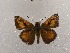  (Ochlodes hyrcana - Farahpour01)  @11 [ ] copyright (2023) Atousa Farahpour Unspecified