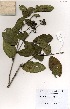 (Crossopteryx - OM3486)  @11 [ ] No Rights Reserved  Unspecified Unspecified