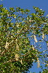  ( - OM3517)  @11 [ ] CreativeCommons - Attribution Non-Commercial Share-Alike (2011) Olivier Maurin University of Johannesburg