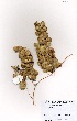  ( - OM3532)  @11 [ ] No Rights Reserved  Unspecified Unspecified