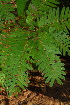  ( - OM3534)  @11 [ ] CreativeCommons - Attribution Non-Commercial Share-Alike (2011) Olivier Maurin University of Johannesburg