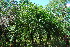  ( - OM3555)  @11 [ ] CreativeCommons - Attribution Non-Commercial Share-Alike (2011) Olivier Maurin University of Johannesburg