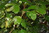  (Vitex mombassae - OM3570)  @11 [ ] CreativeCommons - Attribution Non-Commercial Share-Alike (2011) Olivier Maurin University of Johannesburg
