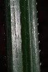  (Pandanus livingstonianus - OM3573)  @11 [ ] CreativeCommons - Attribution Non-Commercial Share-Alike (2011) Olivier Maurin University of Johannesburg
