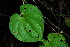  (Dioscorea bulbifera - OM3576)  @11 [ ] CreativeCommons - Attribution Non-Commercial Share-Alike (2012) Olivier Maurin University of Johannesburg