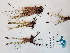  ( - BOT-CHARS-0509)  @11 [ ] CreativeCommons - Attribution (2019) Unspecified Centre for Biodiversity Genomics