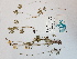  ( - BOT-CHARS-0511)  @11 [ ] CreativeCommons - Attribution (2019) Unspecified Centre for Biodiversity Genomics