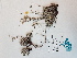  ( - BOT-CHARS-0513)  @11 [ ] CreativeCommons - Attribution (2019) Unspecified Centre for Biodiversity Genomics