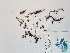  ( - BOT-CHARS-0514)  @11 [ ] CreativeCommons - Attribution (2019) Unspecified Centre for Biodiversity Genomics