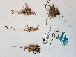  ( - BOT-CHARS-0544)  @11 [ ] CreativeCommons - Attribution (2019) Unspecified Centre for Biodiversity Genomics