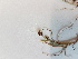  ( - BOT-CHARS-0545)  @11 [ ] CreativeCommons - Attribution (2019) Unspecified Centre for Biodiversity Genomics
