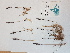  ( - BOT-CHARS-0548)  @11 [ ] CreativeCommons - Attribution (2019) Unspecified Centre for Biodiversity Genomics