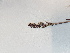  ( - BOT-CHARS-0548)  @11 [ ] CreativeCommons - Attribution (2019) Unspecified Centre for Biodiversity Genomics