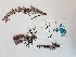  ( - BOT-CHARS-0560)  @11 [ ] CreativeCommons - Attribution (2019) Unspecified Centre for Biodiversity Genomics