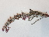  ( - BOT-CHARS-0560)  @11 [ ] CreativeCommons - Attribution (2019) Unspecified Centre for Biodiversity Genomics