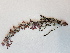  ( - BOT-CHARS-0560)  @11 [ ] CreativeCommons - Attribution (2019) Unspecified Centre for Biodiversity Genomics