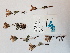 ( - BOT-CHARS-0561)  @11 [ ] CreativeCommons - Attribution (2019) Unspecified Centre for Biodiversity Genomics