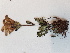  ( - BOT-CHARS-0561)  @11 [ ] CreativeCommons - Attribution (2019) Unspecified Centre for Biodiversity Genomics