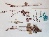 ( - BOT-CHARS-0569)  @11 [ ] CreativeCommons - Attribution (2019) Unspecified Centre for Biodiversity Genomics